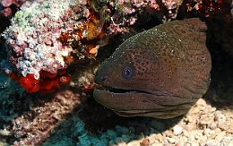 Sipadan_2015_Murene Javanaise_Gymnothorax javanicus_IMG_2295_rc